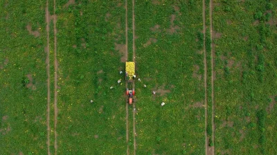 Karadeniz'in tarım üssü Bafra Ovası'nda, lezzetiyle ün salan Bafra karpuzu