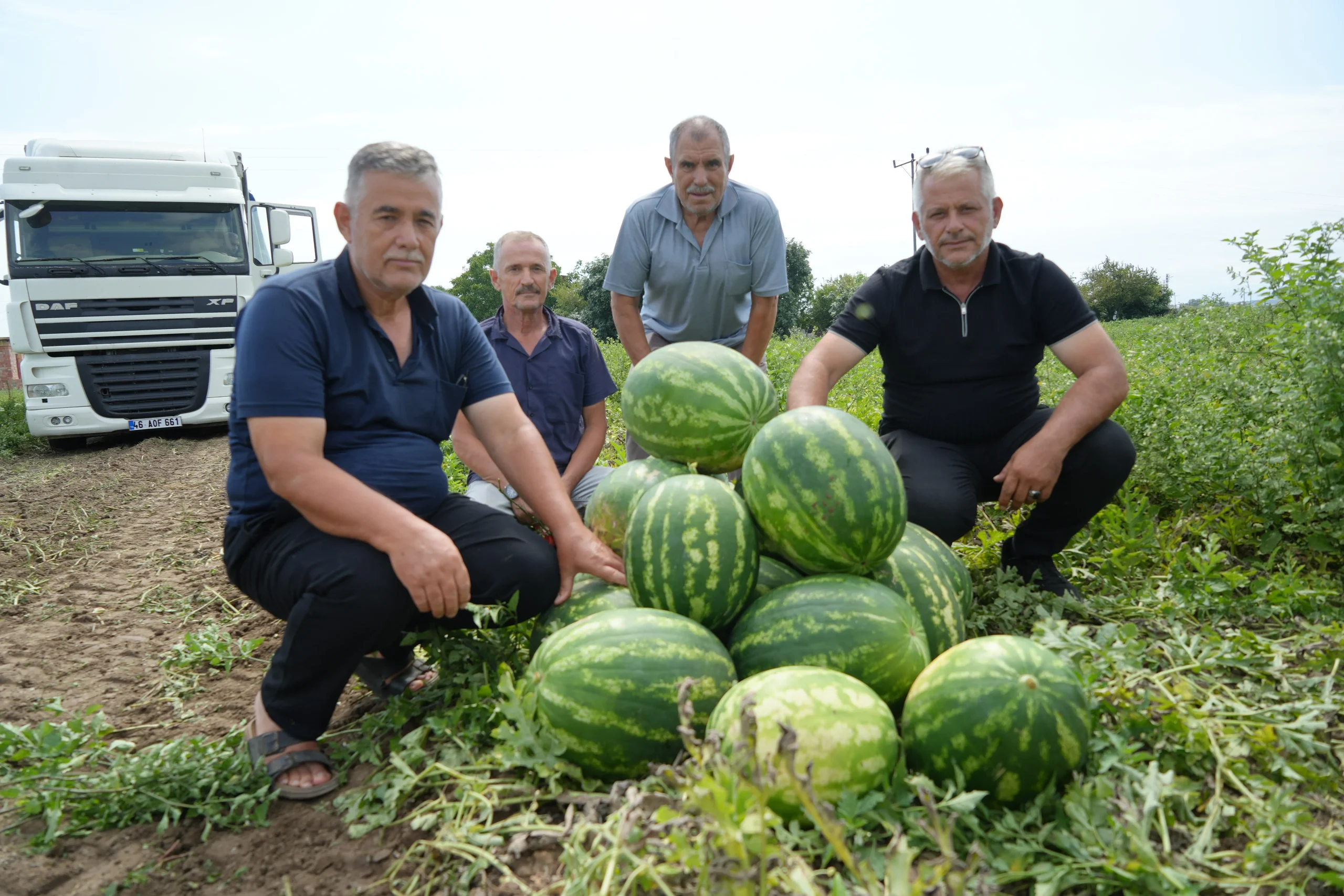 Bafra Ovası'nda kavun-karpuz bereketi: Baldan tatlı hasat
