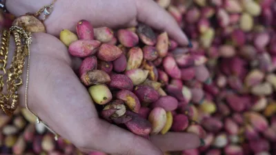 Gastronomi kenti Gaziantep’in simgesi haline gelen ve bölgede "yeşil altın"