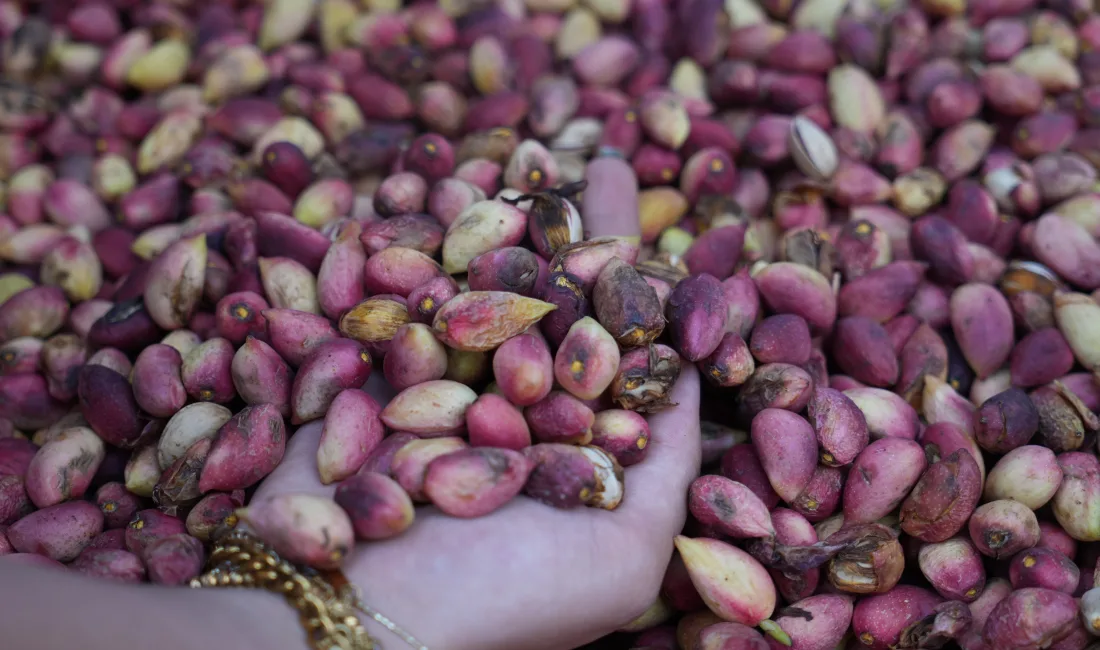 Gaziantep’in “yeşil altını” olarak bilinen Antep fıstığında yeni mahsul ürünler