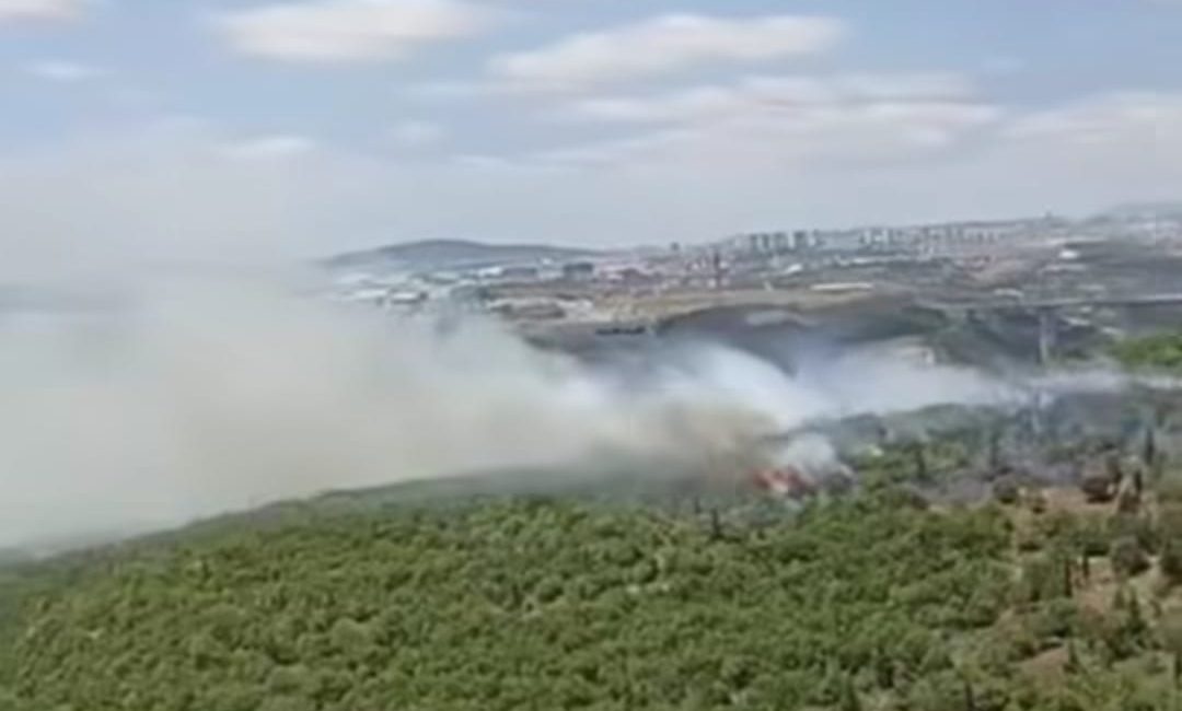 Kocaeli’nin Dilovası ilçesinde bulunan Organize Sanayi Bölgesi (OSB) yakınlarındaki ormanlık