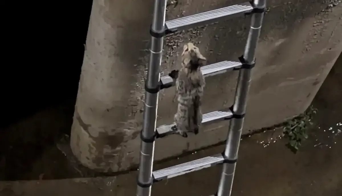 Minik kedi mahsur kaldığı dereden merdivenden çıkarak kurtuldu