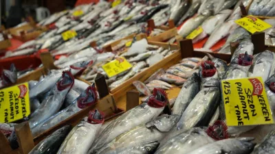 Kocaeli’de av yasağının bitmesiyle balık tezgahları hareketlendi. Palamut 100-125 liraya